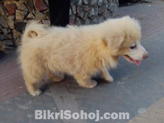 INDIAN SPITZ